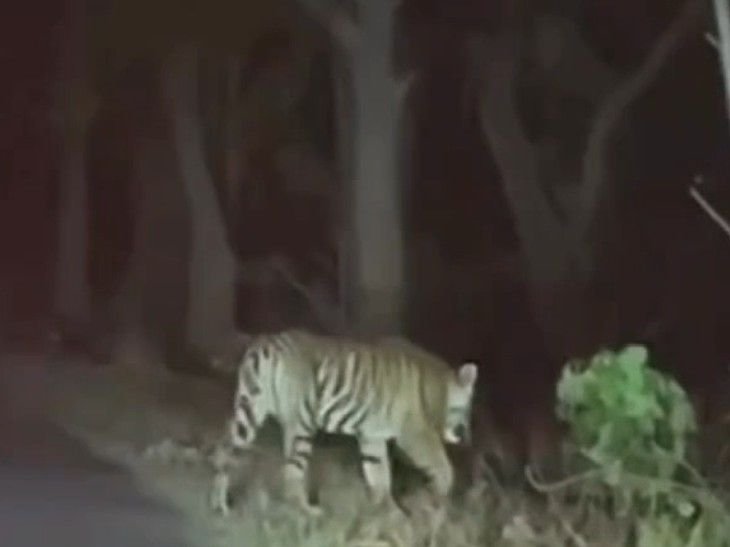 पेंच टाइगर रिजर्व के पास सड़क पार करते दिखा बाघ:बाइक सवारों ने बनाया वीडियो; वन विभाग ने सावधानी बरतने की अपील