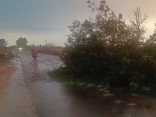 पन्ना में तेज हवाओं से उखड़ गए पेड़:पन्ना-अमानगंज मार्ग हुआ बंद, कई गांवों में बिजली गुल