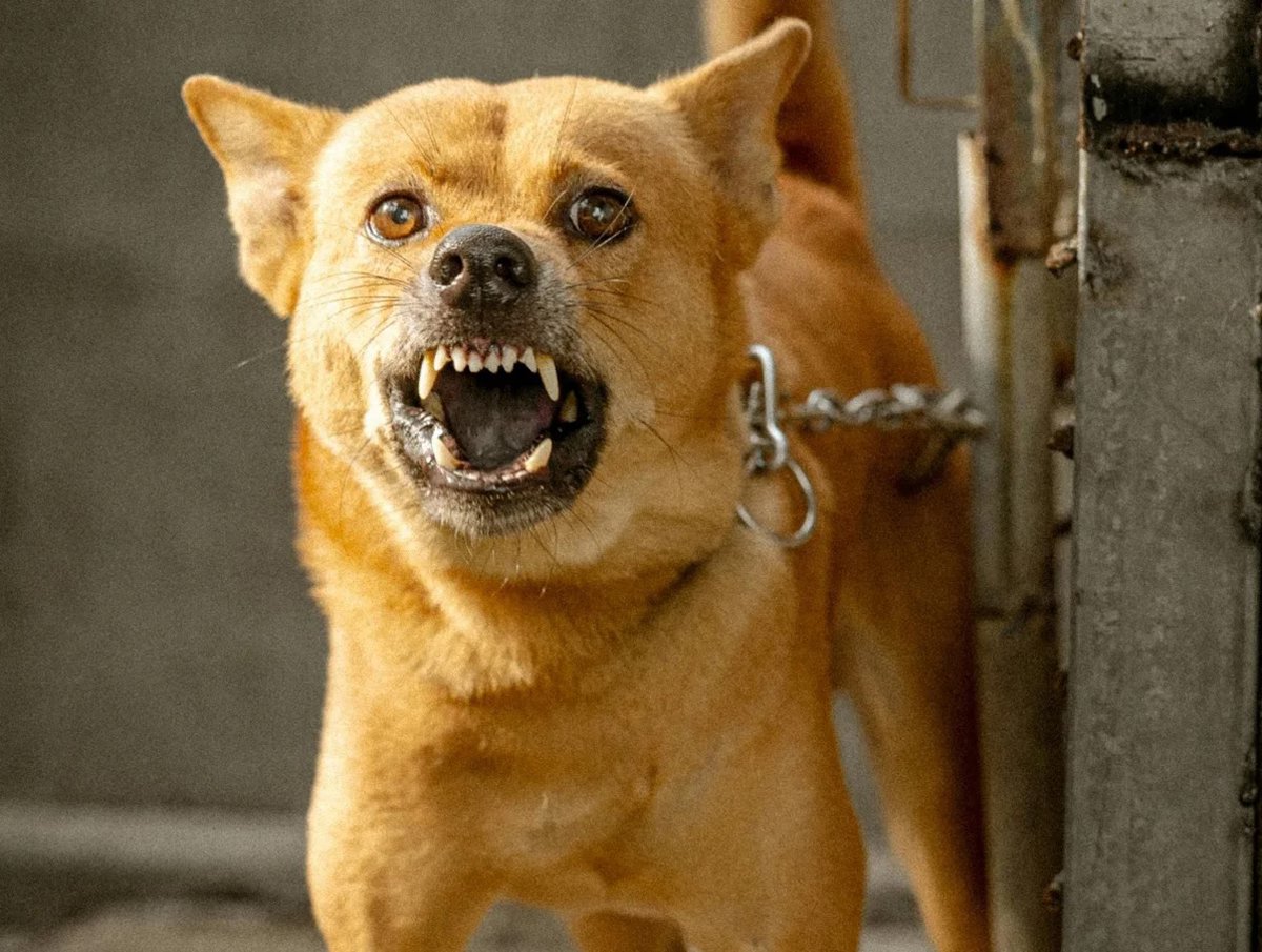 dog bite first aid| kutte ke katne par kya kare| कुत्ते के काटने पर तुरंत क्या करें? प्राथमिक उपचार गाइडलाइंस क्या कहती हैं?