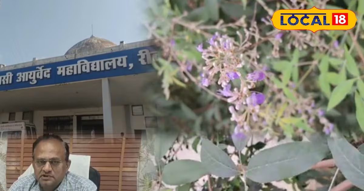 अगर घर में है ये 5 पत्तों वाला पौधा तो बार-बार डॉक्टर के पास नहीं जाना होगा! इससे कई बीमारियों का इलाज