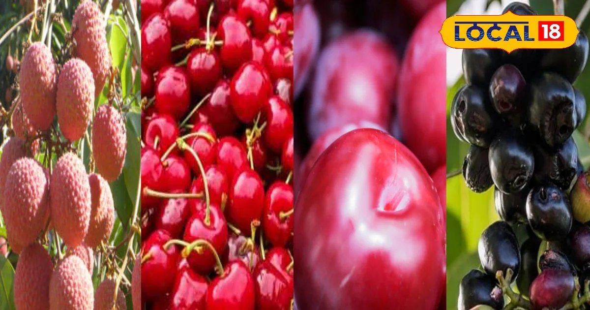 Summer Fruit Benefits: गर्मी में तुरंत ताजगी और हेल्थ का बूस्टर! जानें ये 5 फल जो शरीर को ठंडक और पोषण देंगे