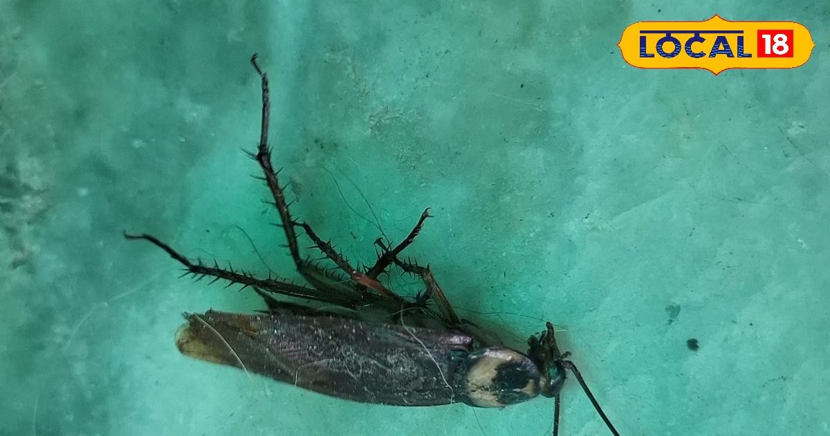 कॉकरोच से गलत नहीं डरती लड़कियां...आज के बाद आप भी खाओगे खौफ, जानिए ये कितने खतरनाक