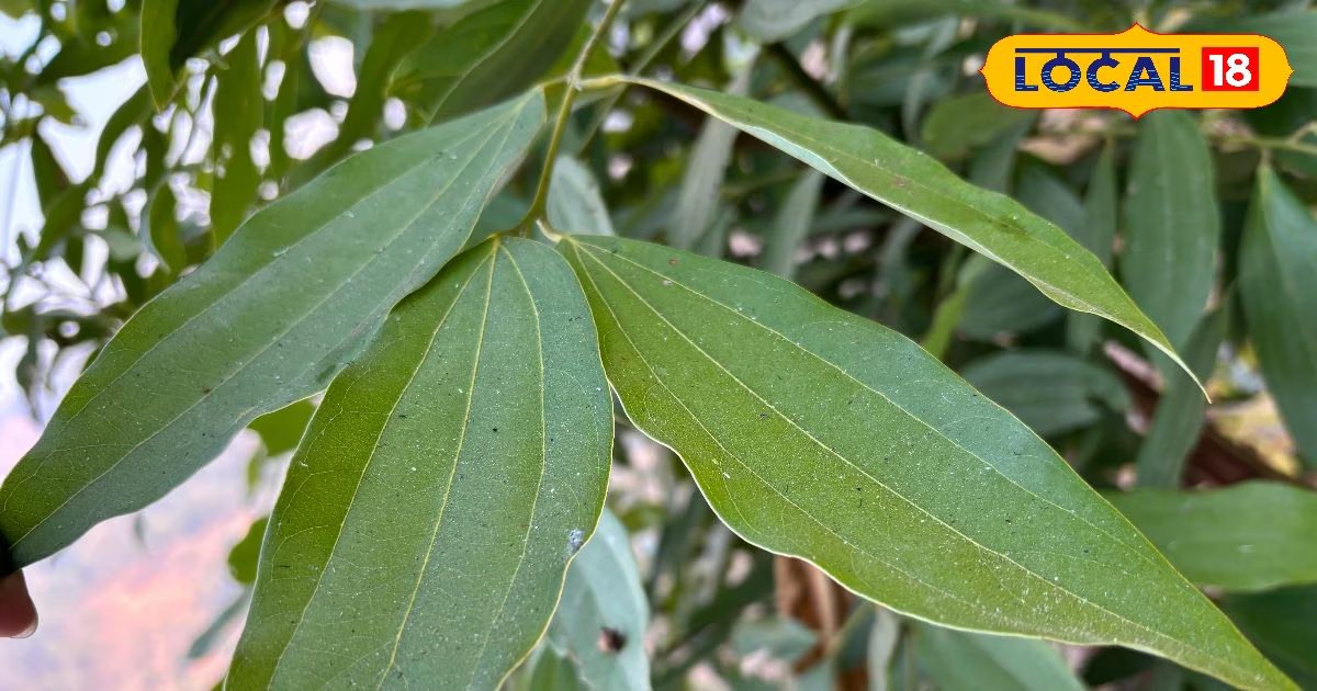 Tej Patta Health Benefits | natural ayurvedic remedies for health | तेज पत्ता के फायदे | home remedies for cough cold hindi |