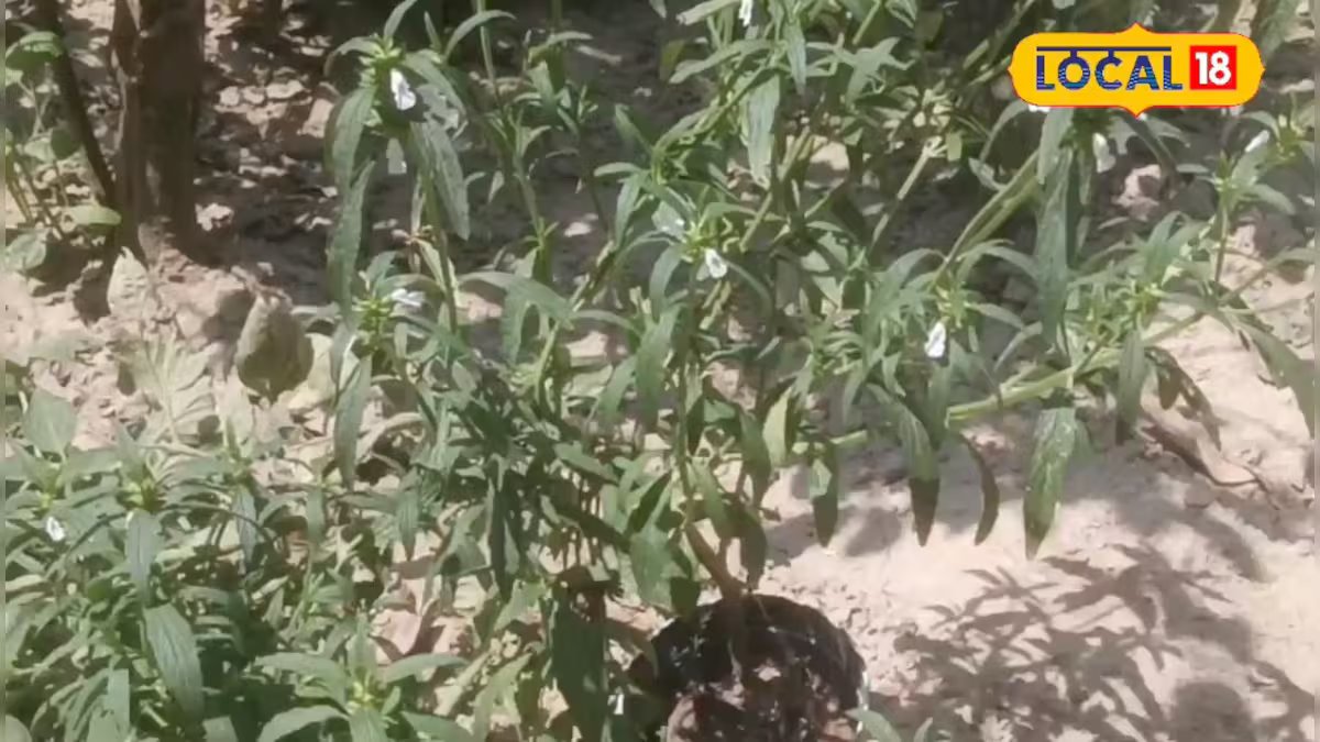 आयुर्वेद का अनमोल खजाना है गुम्मा: पीलिया को जड़ से करता है खत्म, लिवर की बीमारियां रहती हैं कोसों दूर, जानें चमत्कारी फायदे