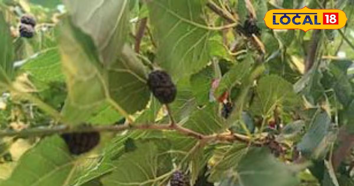 दवा नहीं, ये पत्ते हैं सेहत का खजाना! डायबिटीज से दिल तक फायदेमंद, जानें इसके चमत्कारी फायदे