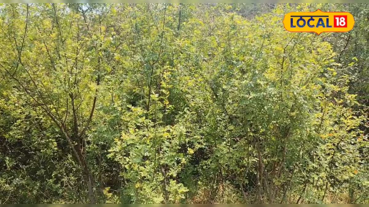 दांतों का दर्द और सड़न भूल जाओ! इस पेड़ की टहनी से करें ब्रश, 90 साल की उम्र में भी दांत रहेगा टनाटन!