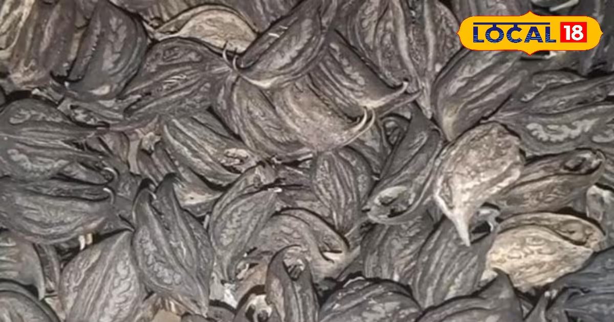 Health Tips: छूते ही जलन, लेकिन फायदे हैरान कर देंगे! गजब है बिच्छू बूटी गठिया से लेकर पथरी तक में देती है राहत