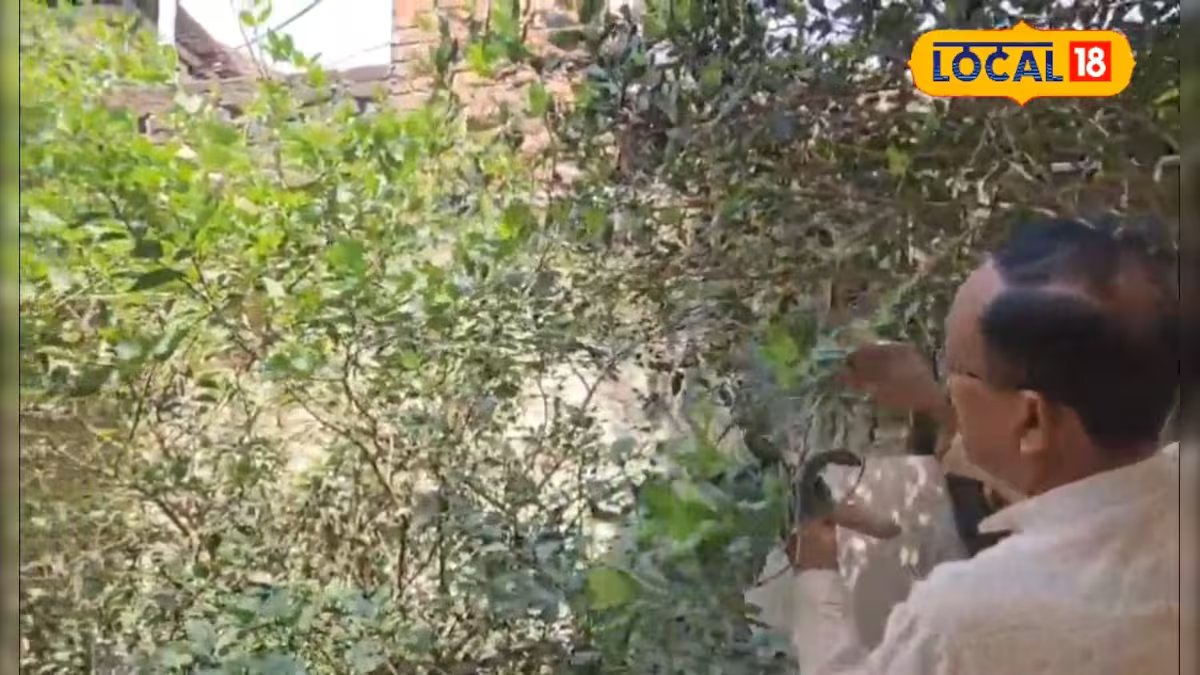 कई मसालों पर भारी है यह अकेला पत्ता, खाने के बाद नहीं होती गर्मी और एसिडिटी