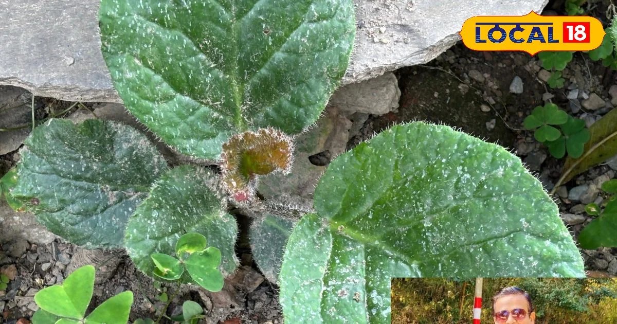 दिखने में आम, असर में जबरदस्त! पहाड़ों में उगने वाला ये पौधा देता है पथरी से राहत, जानें इस्तेमाल का तरीका