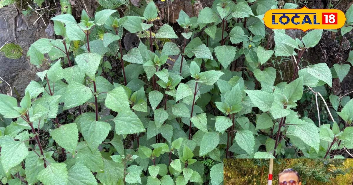 दिखने में साधारण.... लेकिन असर चौंकाने वाला, क्या है बनमारा पौधे का सच? वैज्ञानिक भी कर रहे हैं रिसर्च