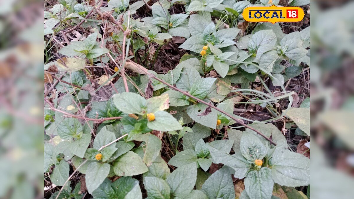 बेड पर कमजोर? ये देसी दवाई बढ़ाएगी स्टैमिना और स्पर्म काउंट, जानिए फायदे और इस्तेमाल का तरीका