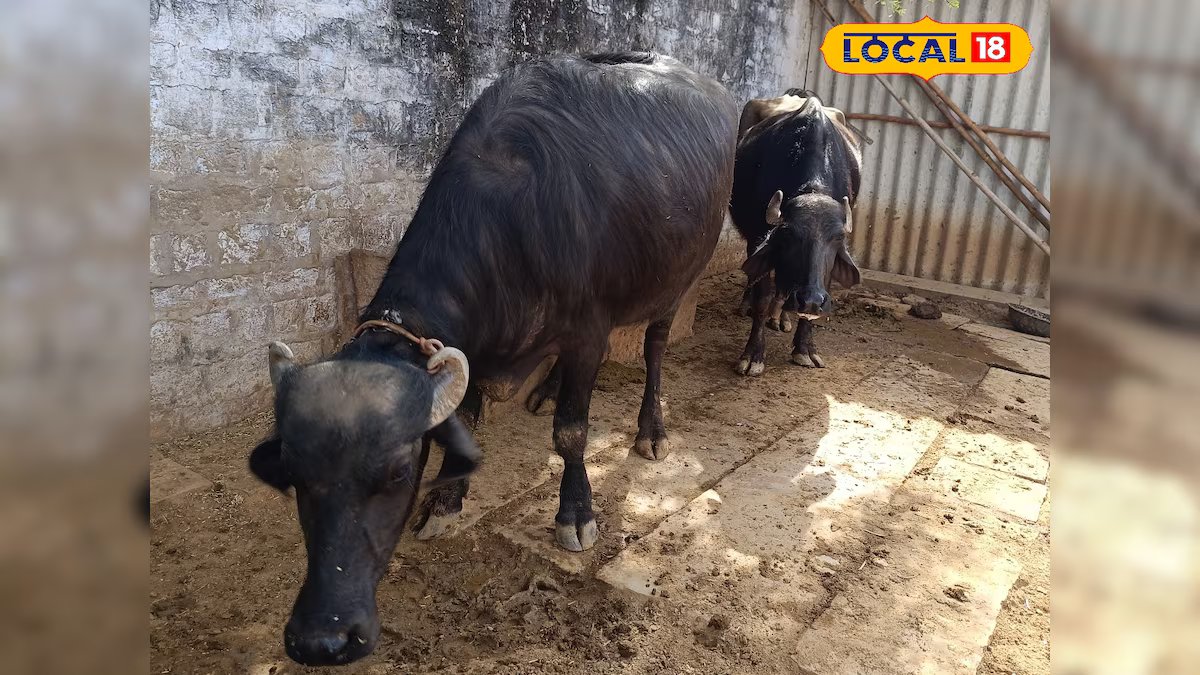 भीषण गर्मी में पशुओं की देखभाल जरूरी! वरना हो सकता है हीट स्ट्रोक का खतरा, जानिए आसान टिप्स