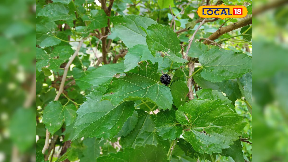 गाय का दूध बढ़ाना है? शहतूत के पत्तों का ये देसी तरीका कर देगा कमाल, किसानों के लिए वरदान