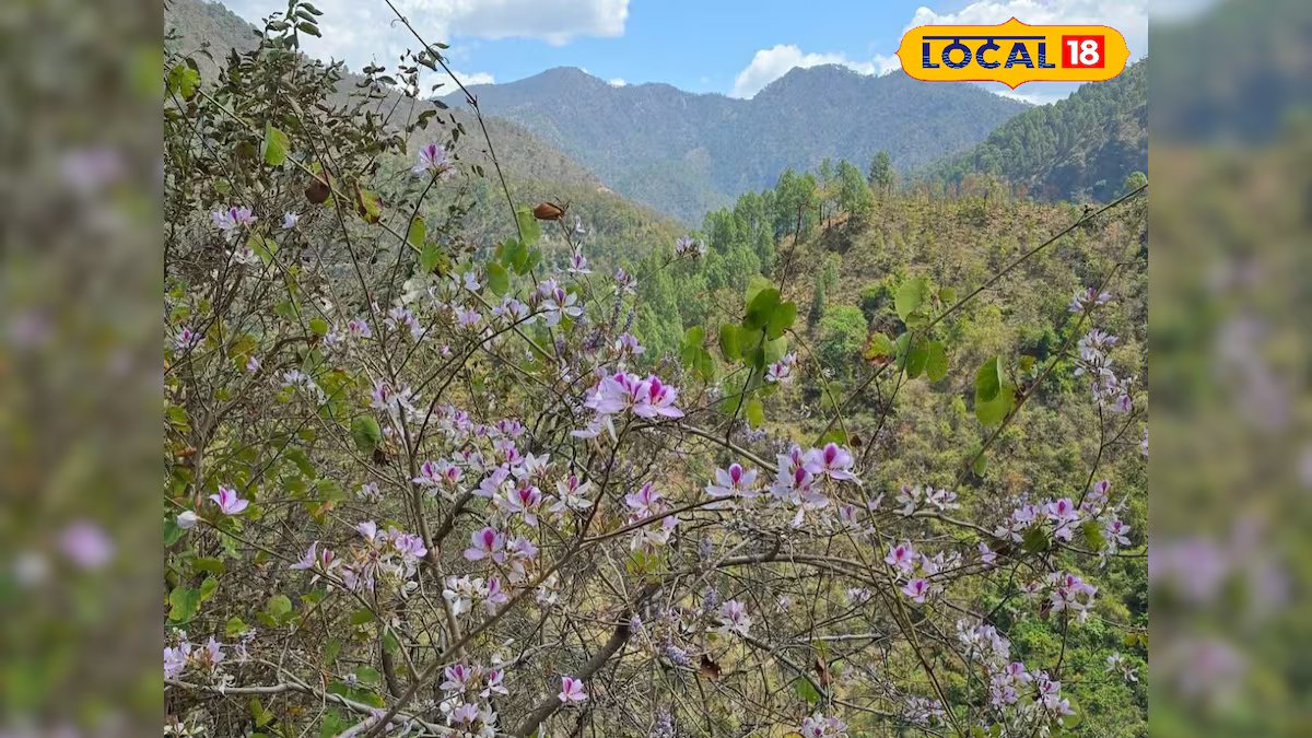 हिमाचल में 4000 फीट ऊंचाई पर उगती ये बूटी, पेट खराब हो या बावासीर...चुटकियों में आराम