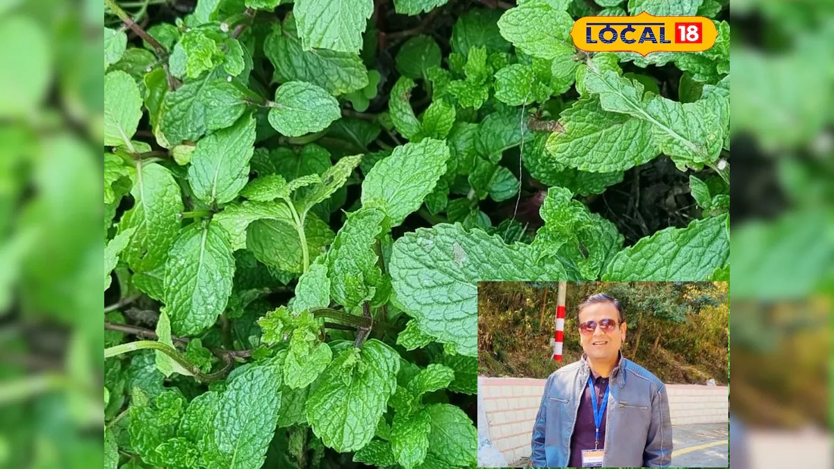 पहाड़ी पुदीना क्यों होता है खास, किन बीमारियों से दिलाता है छुटकारा? एक्सपर्ट से जानिए एक-एक गुण