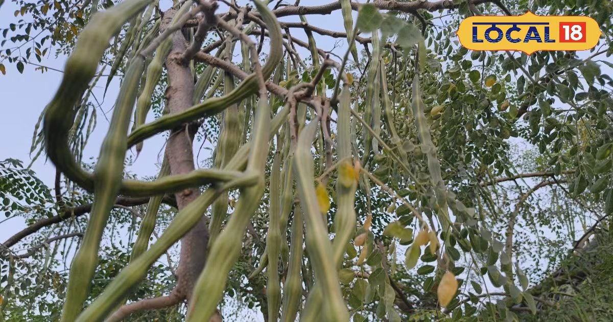 एक पौधा, कई फायदे! सहजन क्यों बनता जा रहा है हर घर की जरूरत, जानिए सही तरीका