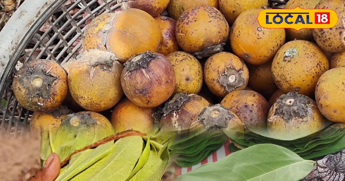 Benefits of Tendu Leaves | टिमरू के पत्तों के औषधीय लाभ | Ayurvedic Benefits of Tendu Leaves for Skin and Sugar