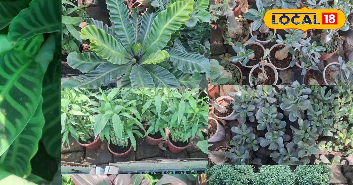 Summer Tips: गर्मी से राहत चाहिए? घर में लगाएं ये 7 इनडोर प्लांट्स, मिलेगा सुकून और शुद्ध हवा