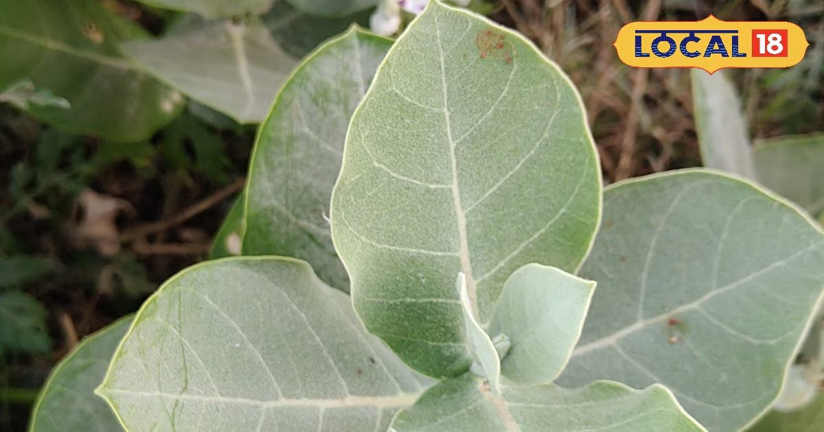 दाद हो या फोड़े-फुंसी...तुरंत मिलेगा आराम, चुटकियों में हटेगा पुराने से पुराना मस्सा, आप भी नहीं जानते होंगे मदार के इतने फायदे