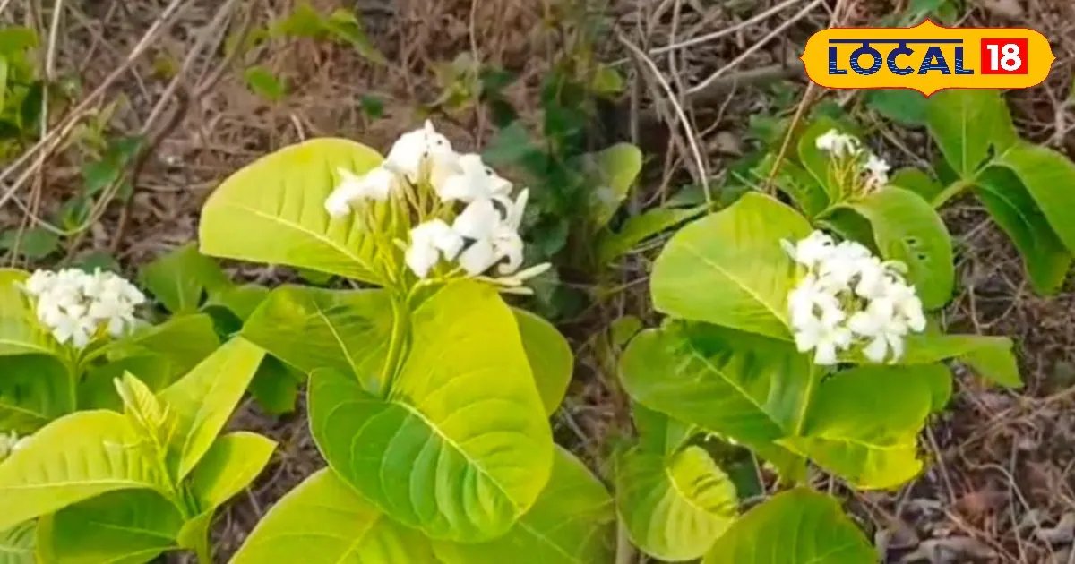 500 रुपये किलो बिक रहा झारखंड का ये फूल, जोड़ों के दर्द और डायबिटीज का है रामबाण, यहां साग बनाकर खा रहे हैं लोग