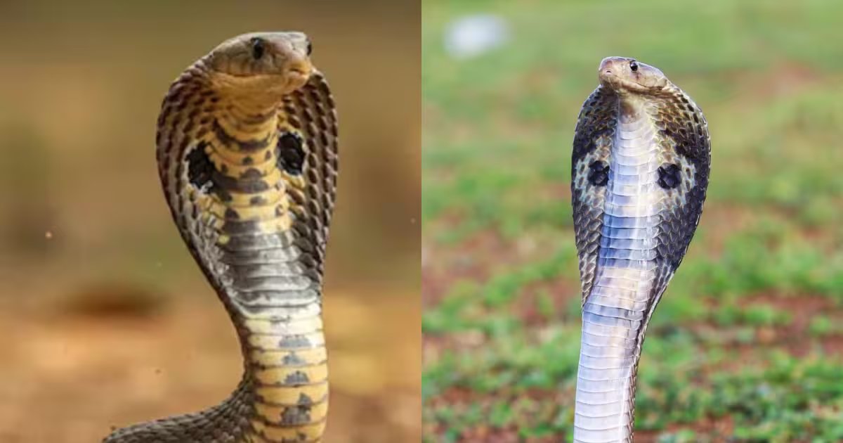 saanp| saanp dasne ke lakshan| snake bite symptoms| सांप ने डसा है ये कैसे पता चलेगा, कोबरा, करैत, वाइपर के जहर के लक्षण क्या होते हैं? ऐसे पहचानें