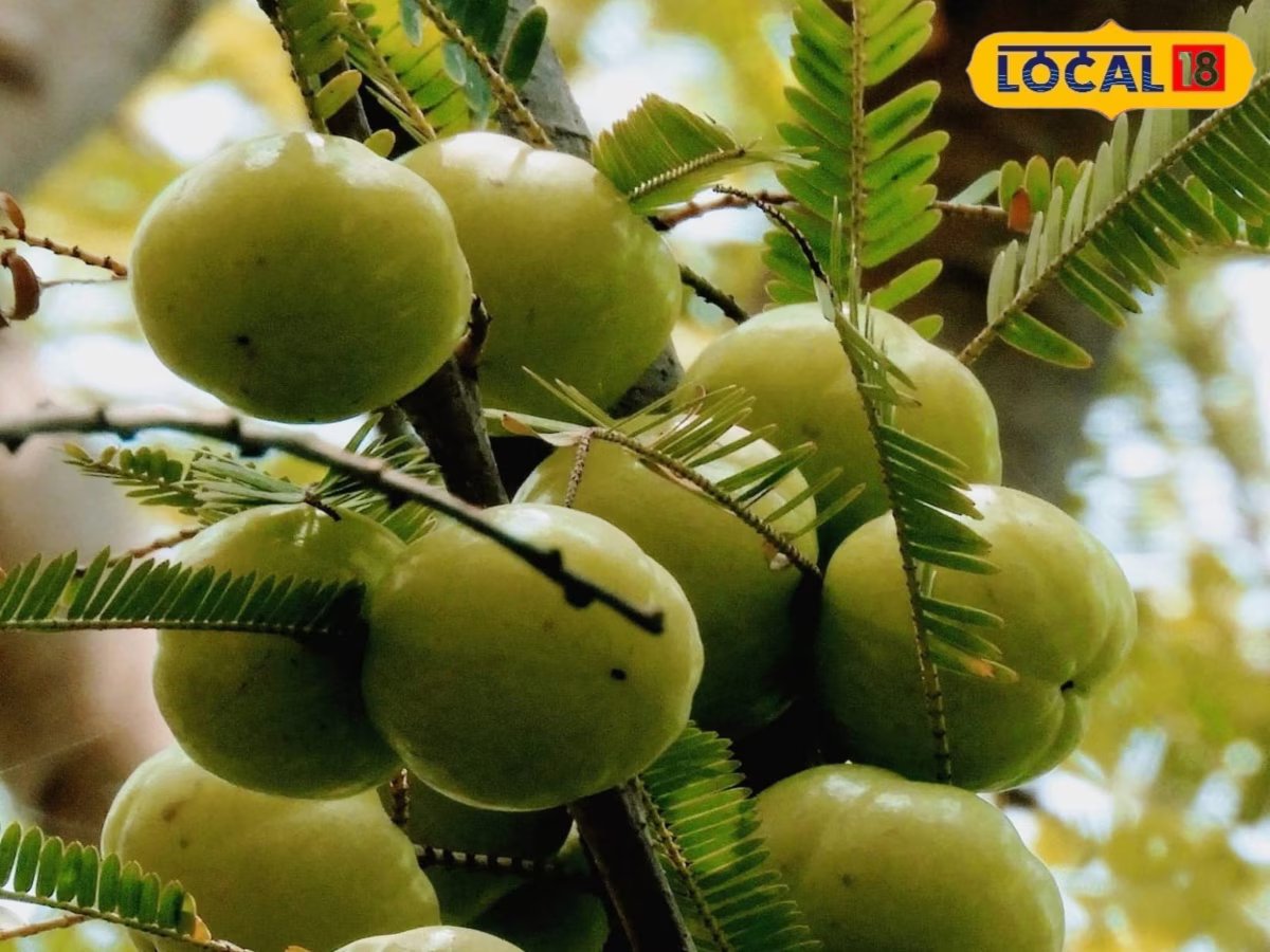 Summer Tips: गर्मियों में रामबाण है आंवला मुरब्बा! कब्ज-एसिडिटी से दिलाए राहत, ऐसे करें सेवन