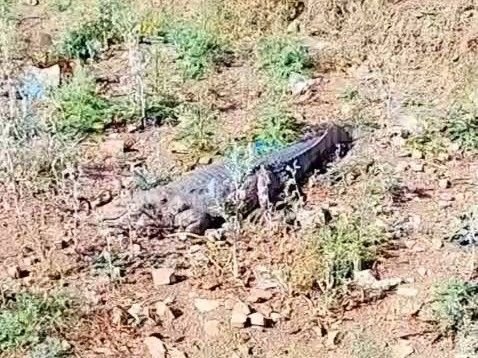 पोहरी बस स्टैंड के पीछे 7 फीट का मगरमच्छ:वन विभाग ने सफलतापूर्वक किया रेस्क्यू; राहगीर भयभीत होकर दूर से निकले