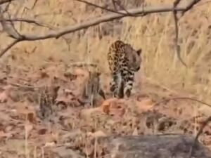 सिवनी में मादा तेंदुआ शावकों संग दिखी:पेंच टाइगर रिजर्व में पर्यटकों ने बनाएं VIDEO
