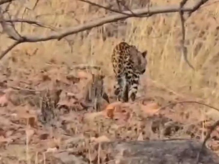 सिवनी में मादा तेंदुआ शावकों संग दिखी:पेंच टाइगर रिजर्व में पर्यटकों ने बनाएं VIDEO