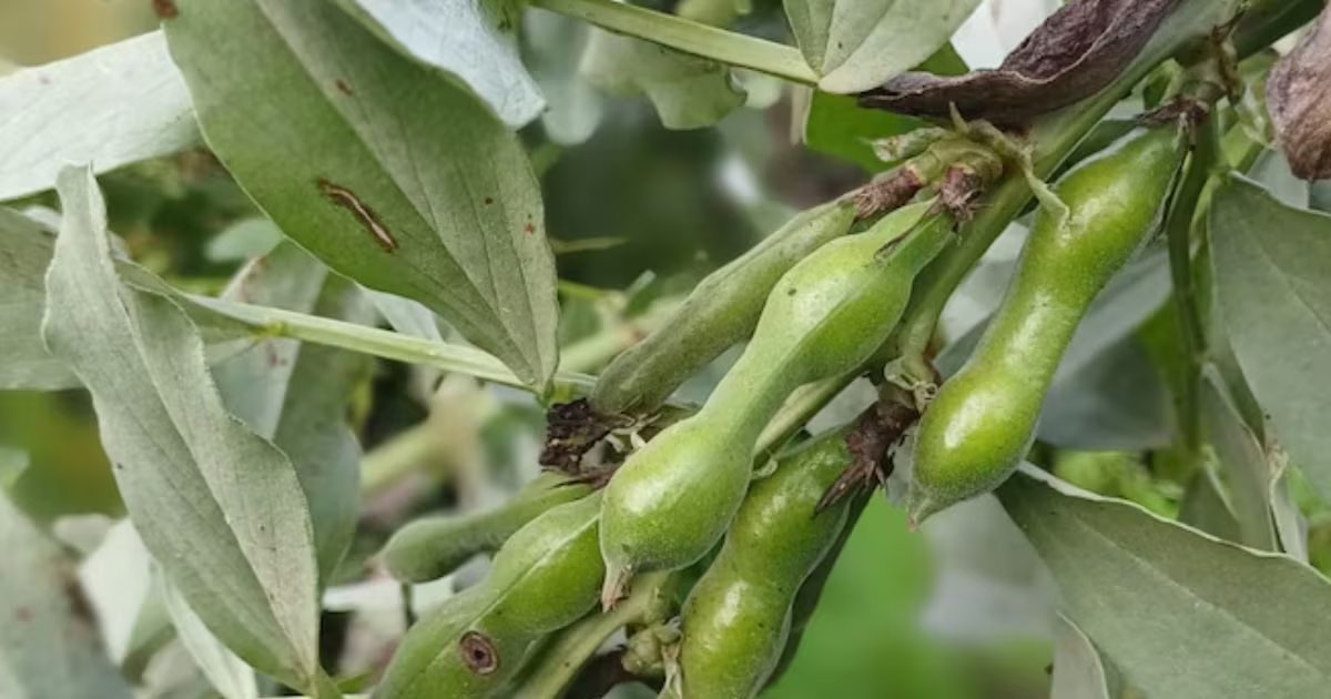 बस 2 महीने तक बाजार में मिलती है ये हरी सब्जी, खत्म होने से पहले बना लें सेहत, विटामिन-प्रोटीन से भरपूर