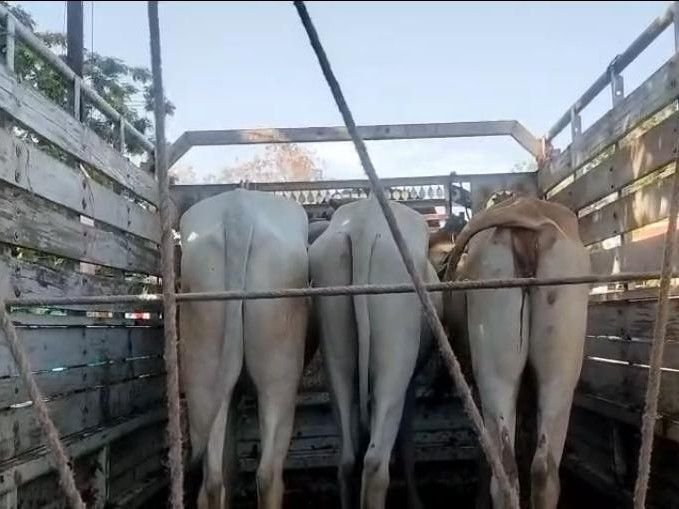 बड़वानी में बजरंग दल ने 13 गोवंश को मुक्त कराया:तीन लोडिंग वाहनों से हो रही थी तस्करी, जुलवानिया थाने में केस दर्ज