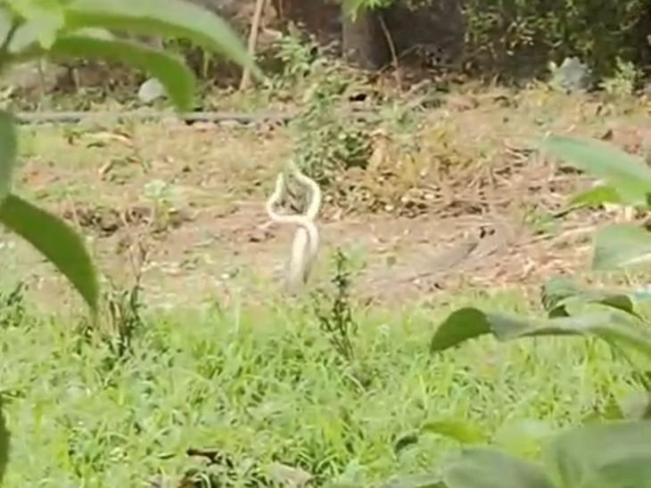 सिंगरौली में दो सांपों का 'कॉम्बैट डांस':VIDEO सामने आया, विशेषज्ञ बोले- प्रजनन या शक्ति प्रदर्शन के दौरान ऐसा होता