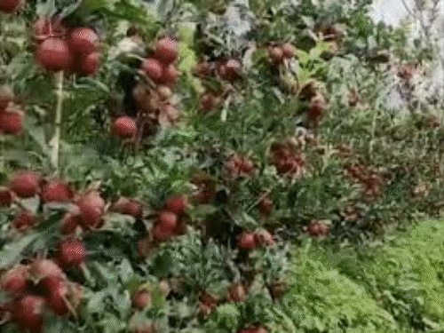 भारत-न्यूजीलैंड में FTA से सेब बागवान चिंतित:राठौर बोले-इम्पोर्ट ड्यूटी 25% की; हिमाचल, कश्मीर-उत्तराखंड के किसानों पर पड़ेगी मार