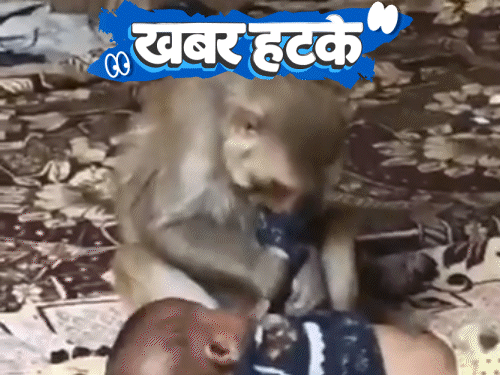 खबर हटके- बंदर ने बच्ची को मां की तरह दुलारा:कब्र में ₹1.5 करोड़ की मर्सिडीज दफनाई; स्ट्रीट लाइट से लिपटने का चैलेंज वायरल