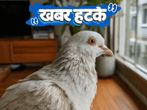 Khabar hatke Robotaxi Traffic Jam & 44-Yr-Old Pigeon In Guinness