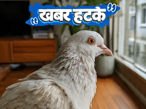 Khabar hatke Robotaxi Traffic Jam & 44-Yr-Old Pigeon In Guinness