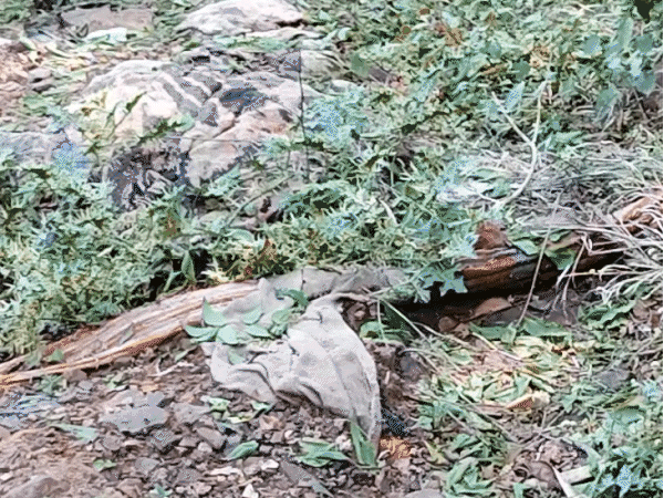 ग्वालियर में लावारिस शवों को नोच रहे कुत्ते:कब्रों से बाहर खींची लाशें; कहीं हाथ-पैर की हड्डियां तो कहीं खोपड़ियां खुले में बिखरी मिलीं