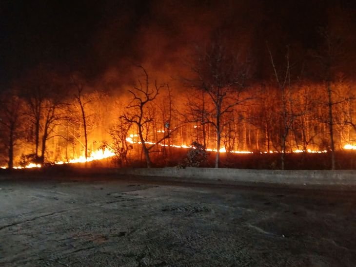 बघवार के जंगलों में भीषण आग का चौथा दिन:रीवा-सीधी सीमा पर 1 किमी क्षेत्र जलकर राख, काबू पाने की कोशिशें जारी