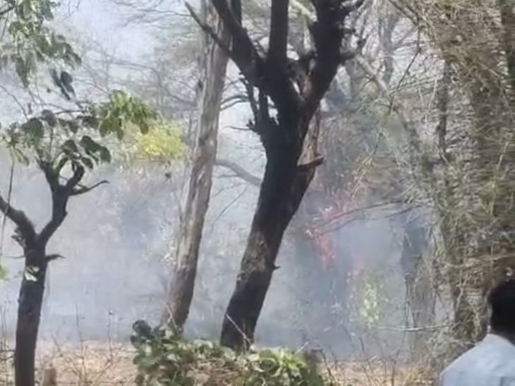 शाजापुर के गिरवर रोड पर पेड़ में आग:धुएं से अफरा-तफरी; फायर ब्रिगेड ने आग पर काबू पाया