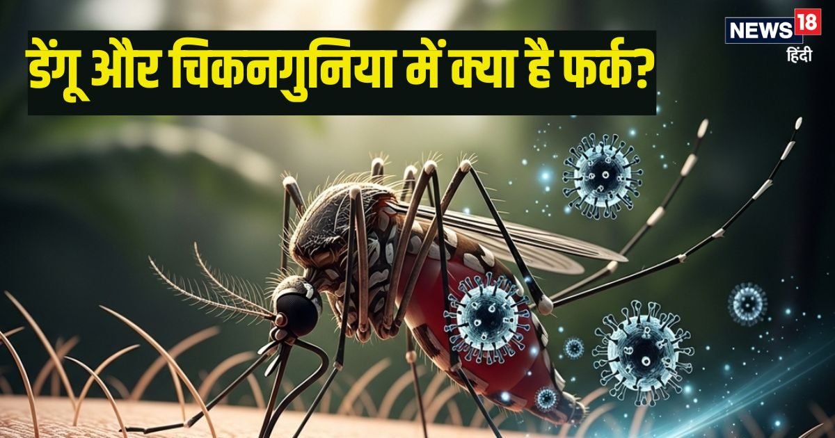 क्या डेंगू और चिकनगुनिया के एक ही लक्षण होते हैं, दोनों में क्या है फर्क? जानिए बचाव के घरेलू उपाय