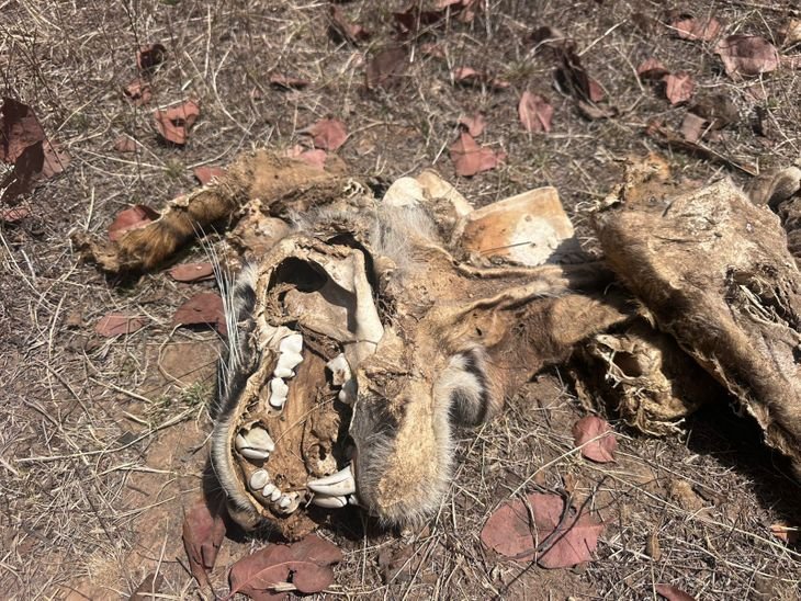 पन्ना टाइगर रिजर्व: बाघ की मौत पर कार्रवाई:बीटगार्ड निलंबित, रेंजर-वनपाल को आरोप पत्र; एसटीएफ कर रही जांच