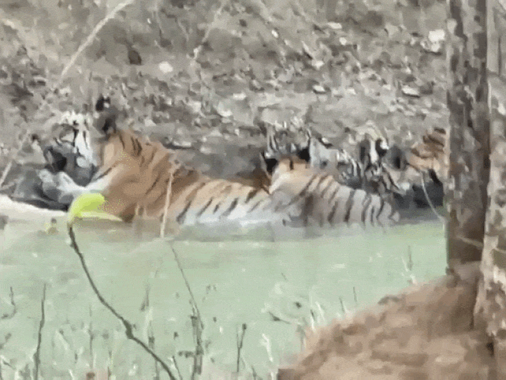 पेंच टाइगर रिजर्व में जुगनी बाघिन का कूल अंदाज:4 शावकों के साथ पानी में मस्ती करती दिखी; पर्यटकों ने बनाया VIDEO