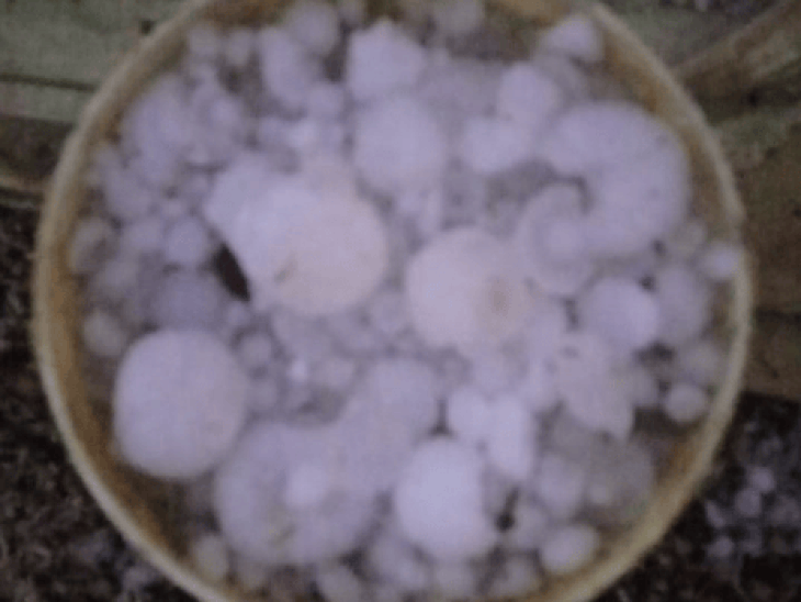 राजगढ़ में ओलावृष्टि से लोहे-सीमेंट की चद्दरों में छेद हुए:खेतों में फसलों को ढकने वाले त्रिपाल भी फटे, 15 मिनट ओला गिरने से भारी नुकसान