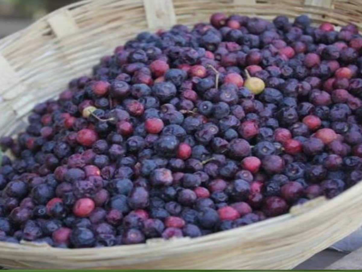 बाजार में सिर्फ 40 दिन के लिए मिलता है यह फल, इसका मटर जितना साइज, खट्टा-मीठा स्वाद बना देगा दीवाना