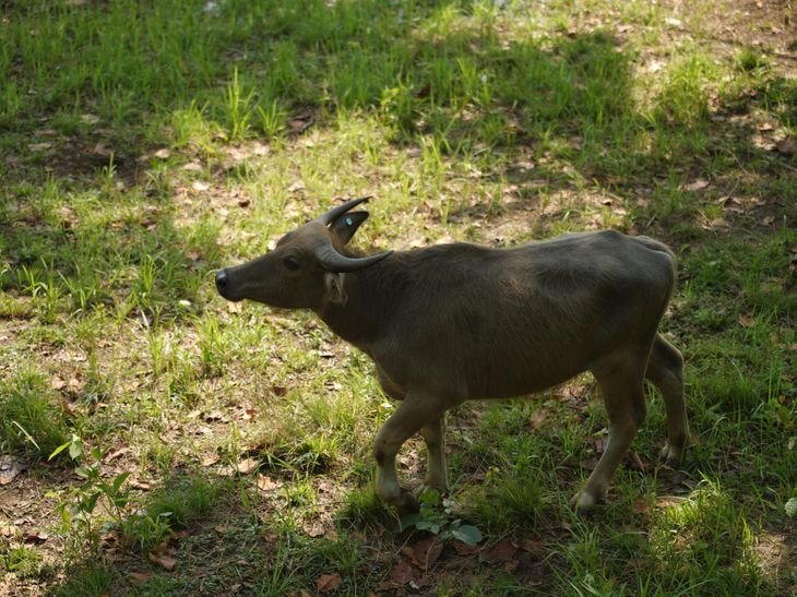 सीएम डॉ. यादव ने कान्हा में छोड़े 4 जंगली भैंसे:बालाघाट में 150 साल बाद हुई पुनर्बसाहट, जल्द लाए जाएंगे गैंडे भी