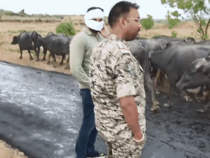 भैंसों को छुड़ाने एमपी पुलिस ने राजस्थान तक किया पीछा:60 भैंस चुराकर चंबल नदी पार की, बीहड़ में घिरे तो छोड़कर भागे