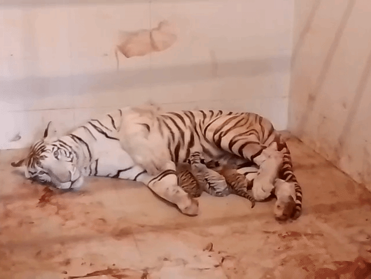 Gwalior Gandhi Udyana Tigers Increase to 10; Royal Bengal & White Cubs Born