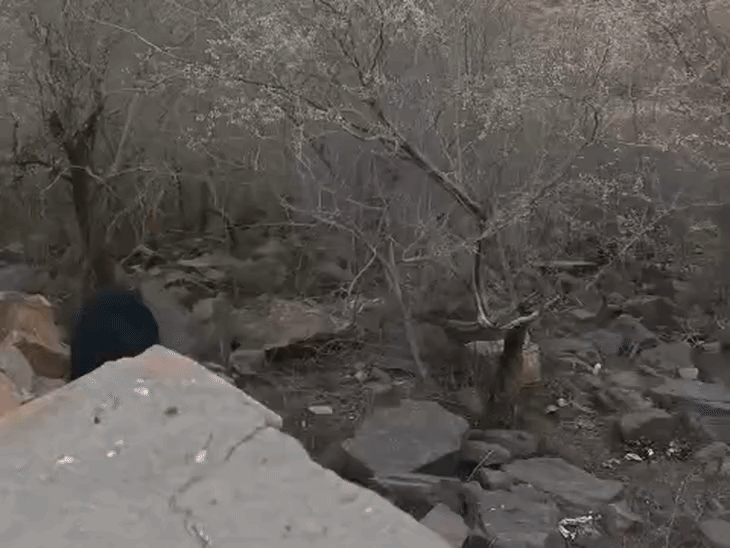 गेहूं काट रहे किसानों के पास पहुंचा कूनो का चीता:पहाड़गढ़ में ईश्वरा महादेव मंदिर के पास भालू मिलने से लौटे श्रद्धालु