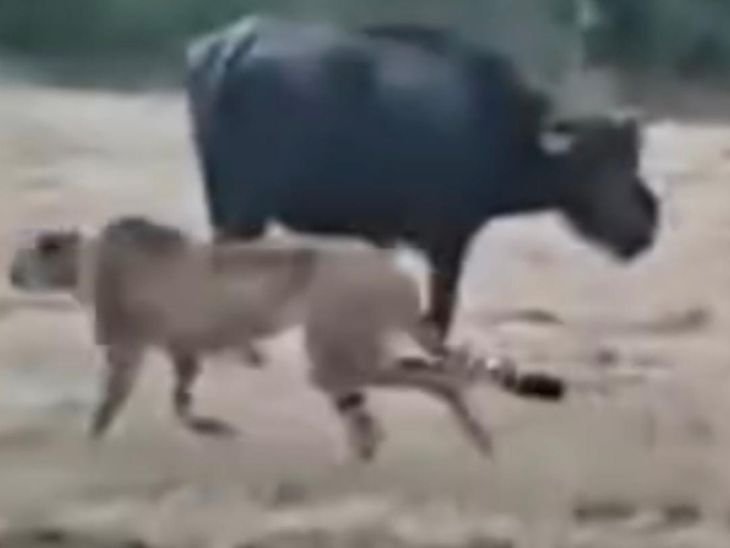 ग्वालियर के घाटीगांव में चीते की मूवमेंट VIDEO:मवेशियों के बीच खेतों में घूम रहा चीता, वन विभाग ने ग्रामीणों को जंगल जाने से रोका