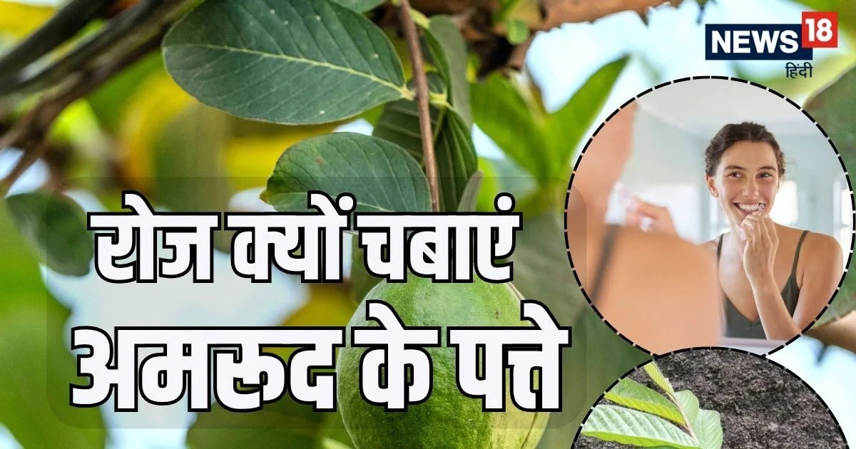 महंगी दवाएं छोड़ें, ओरल हेल्थ के लिए रोज सुबह चबाएं अमरूद के पत्ते, हैरान रह जाएंगे इसके फायदे देखकर